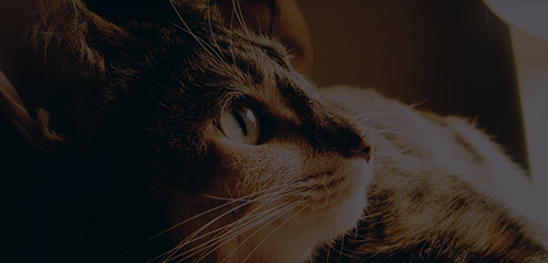 U乐·国际(中国)官方网站